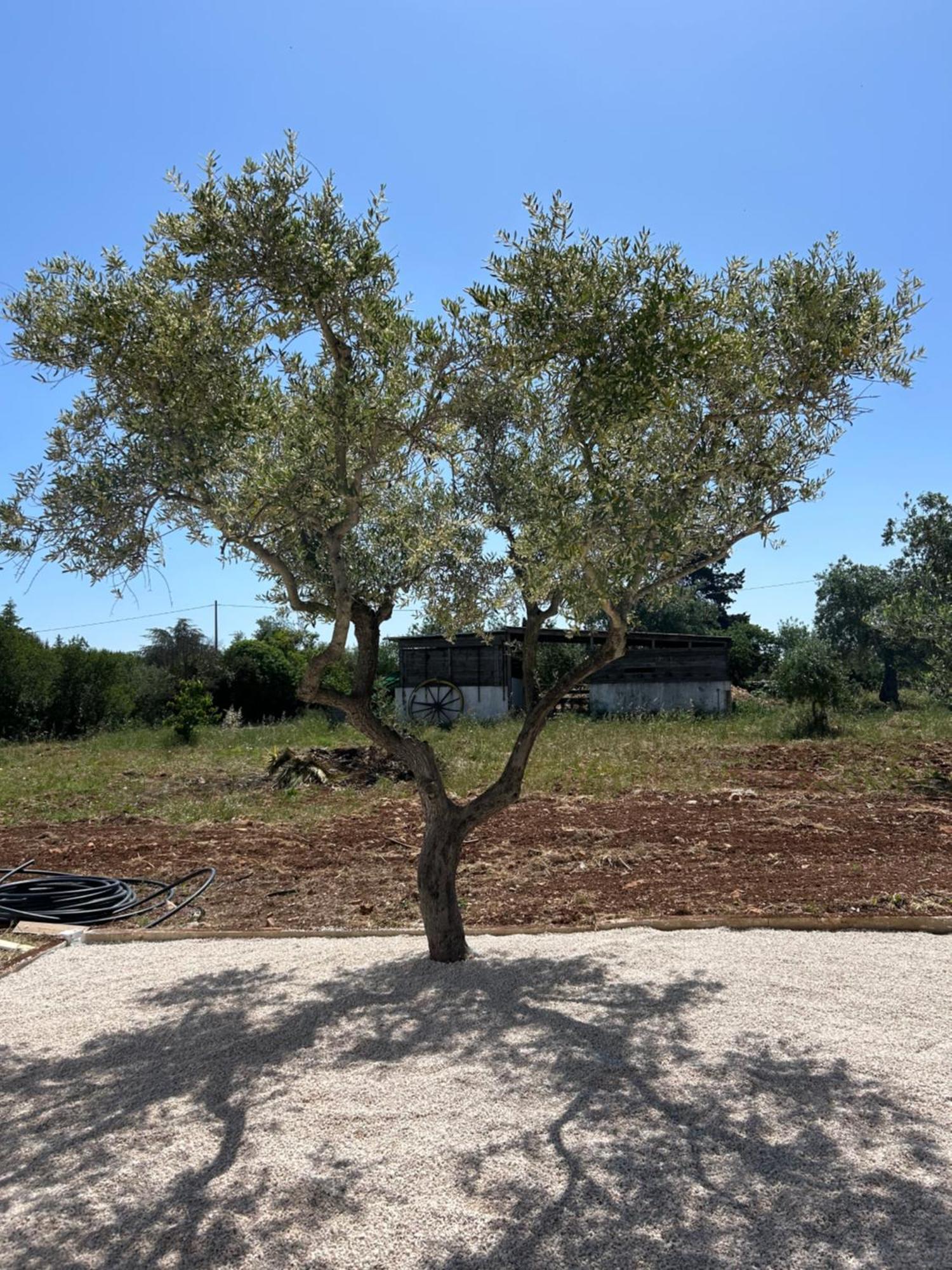 Trulli In Contrada - Monopoli Guest House Luaran gambar